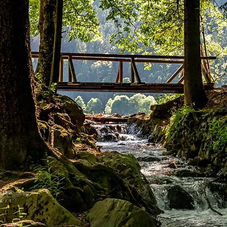 Michel 02 Im Haus Schwarzwaldmarille- Todtnauberg, Feldberg Daire *